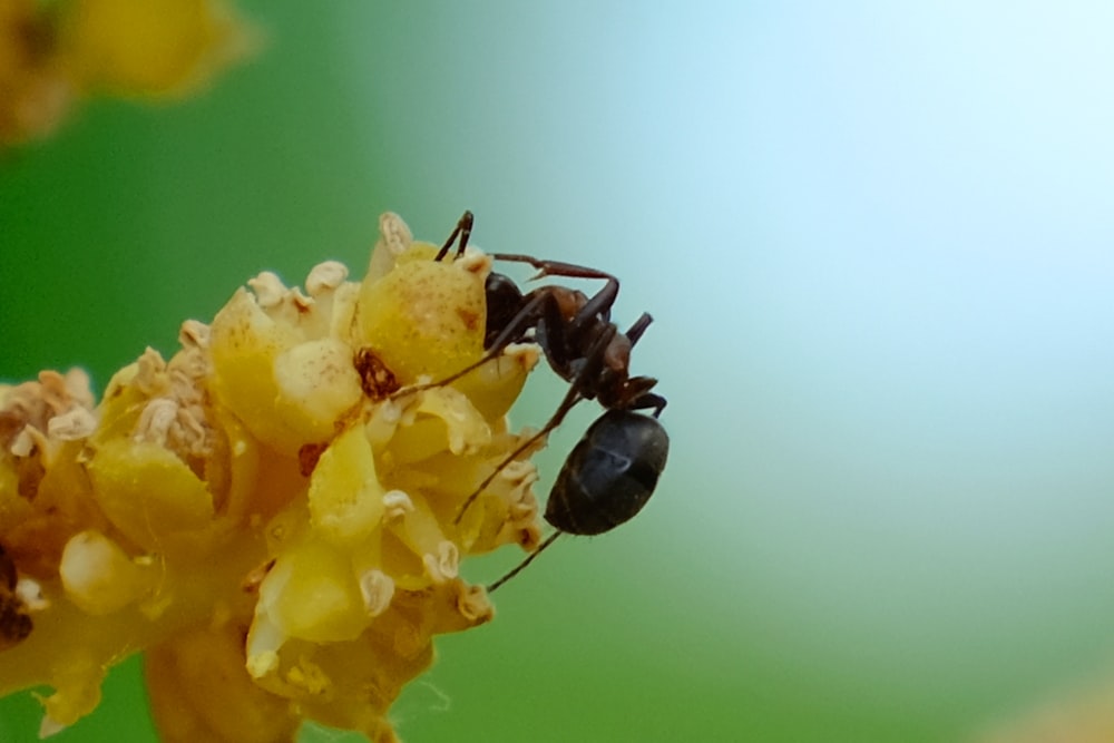 a close up of a bee on a flower