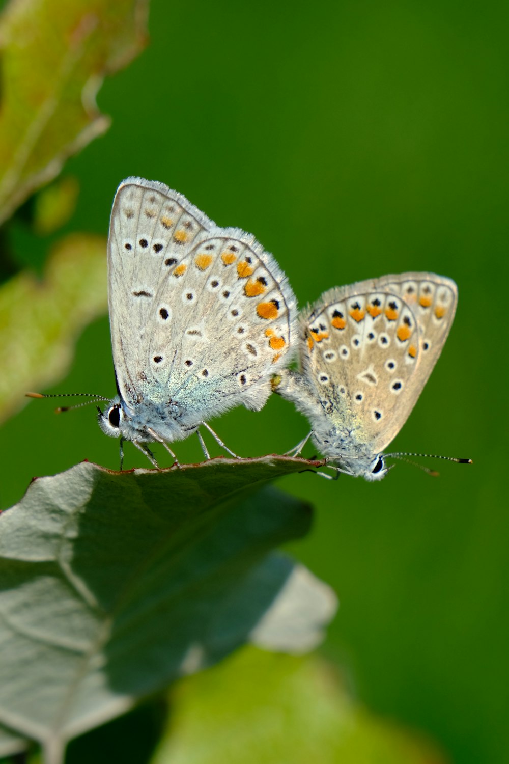 two butterflies sitting on top of a green leaf