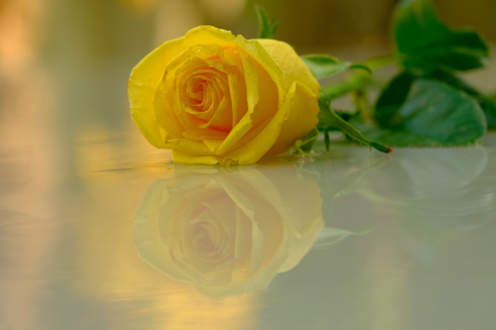 a yellow rose sitting on top of a table
