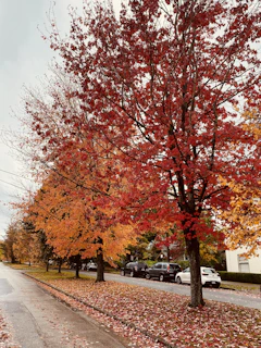 A scenic view of Quebec city streets with autumn leaves falling.