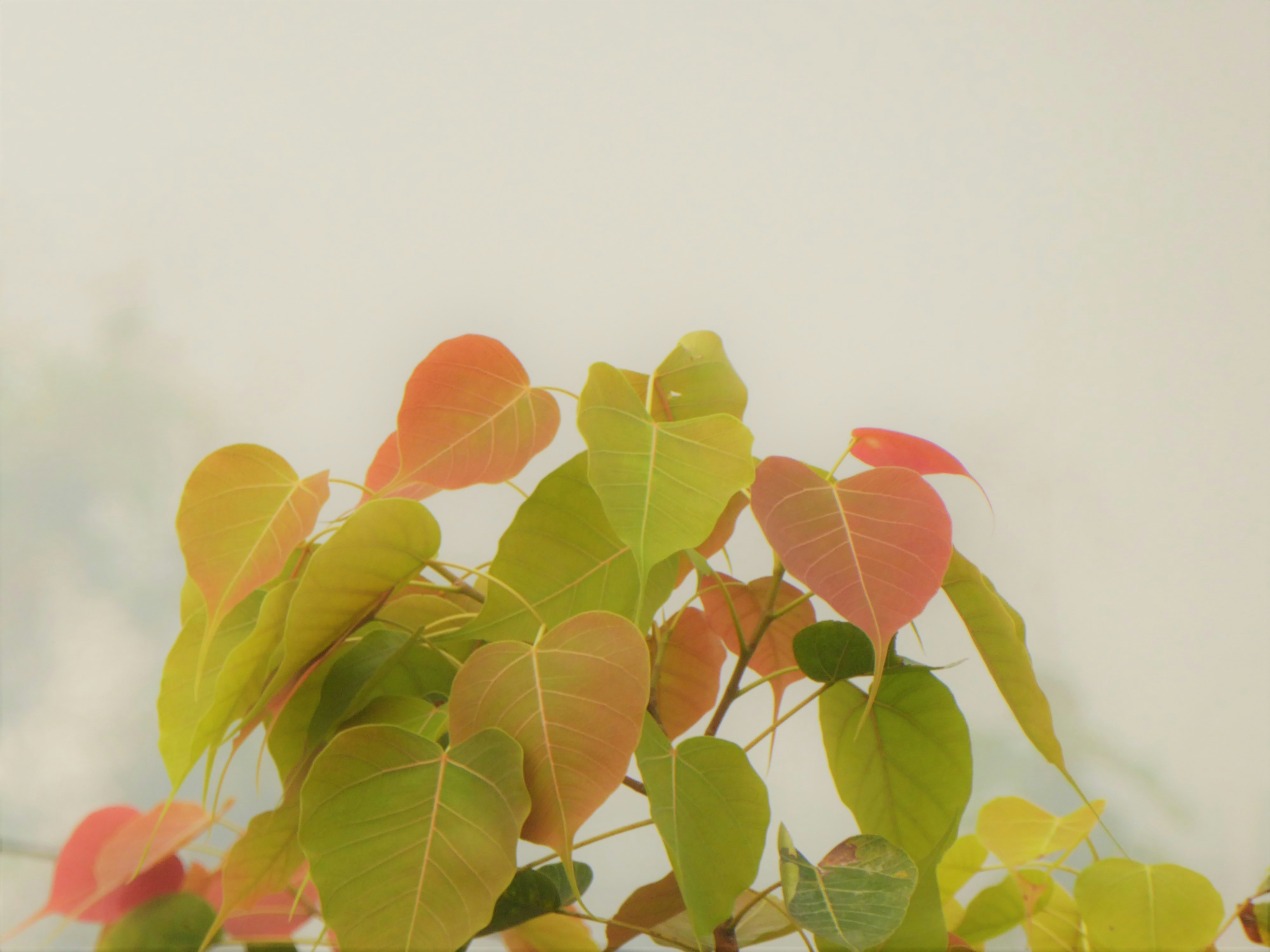 Photo by rhodadesigns