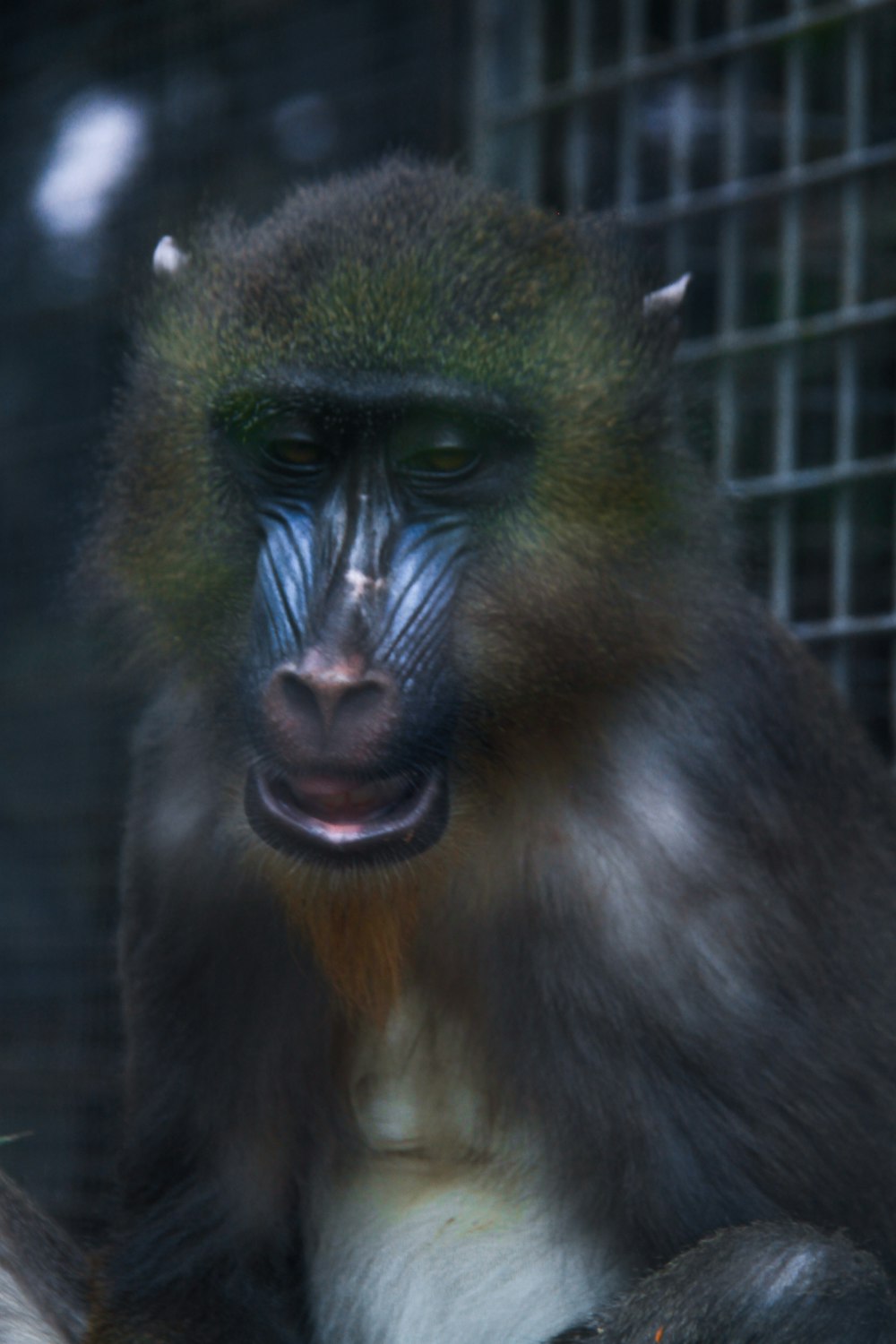 a close up of a monkey in a cage