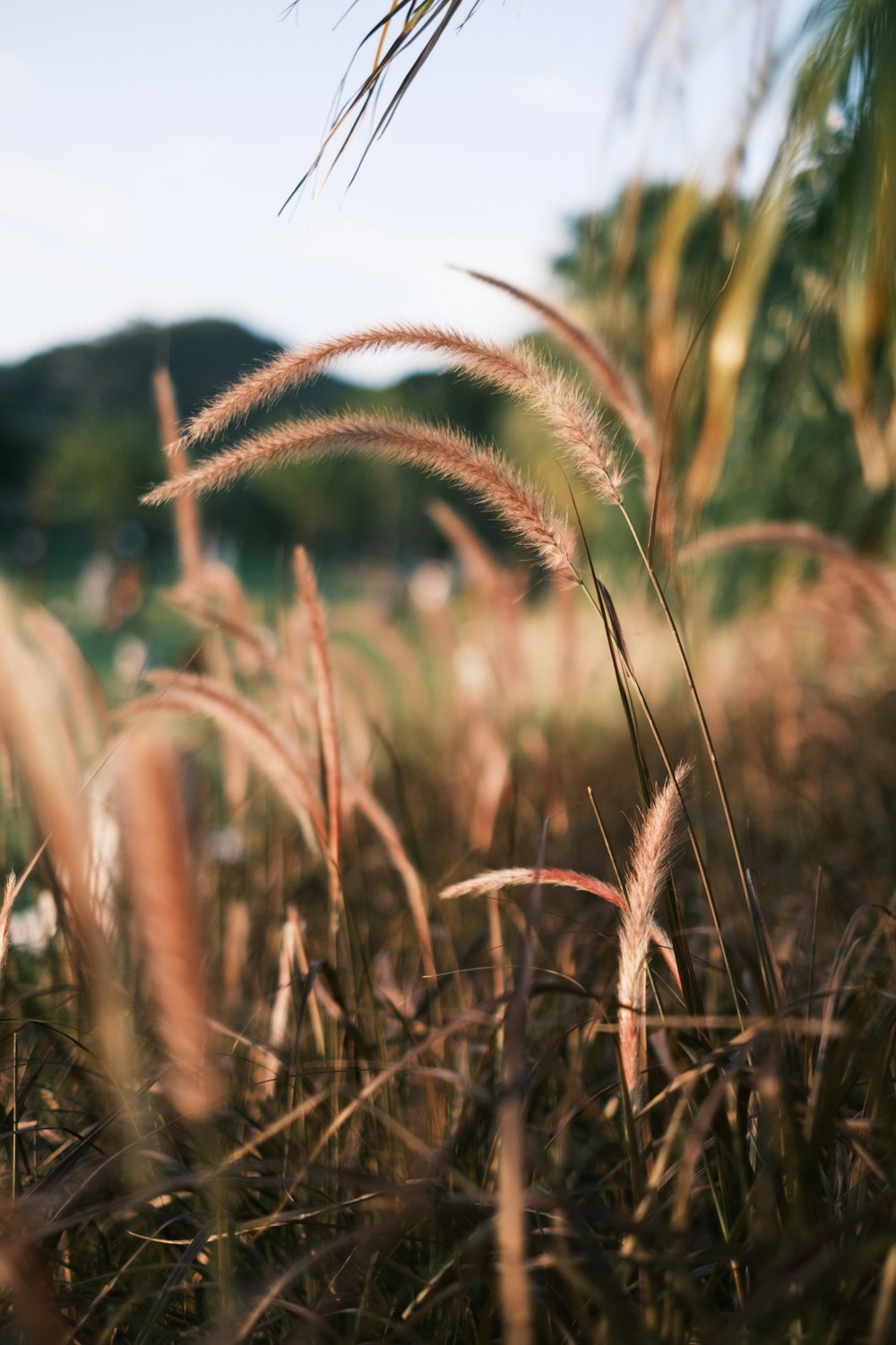 a close up of a field of grass with trees in the background