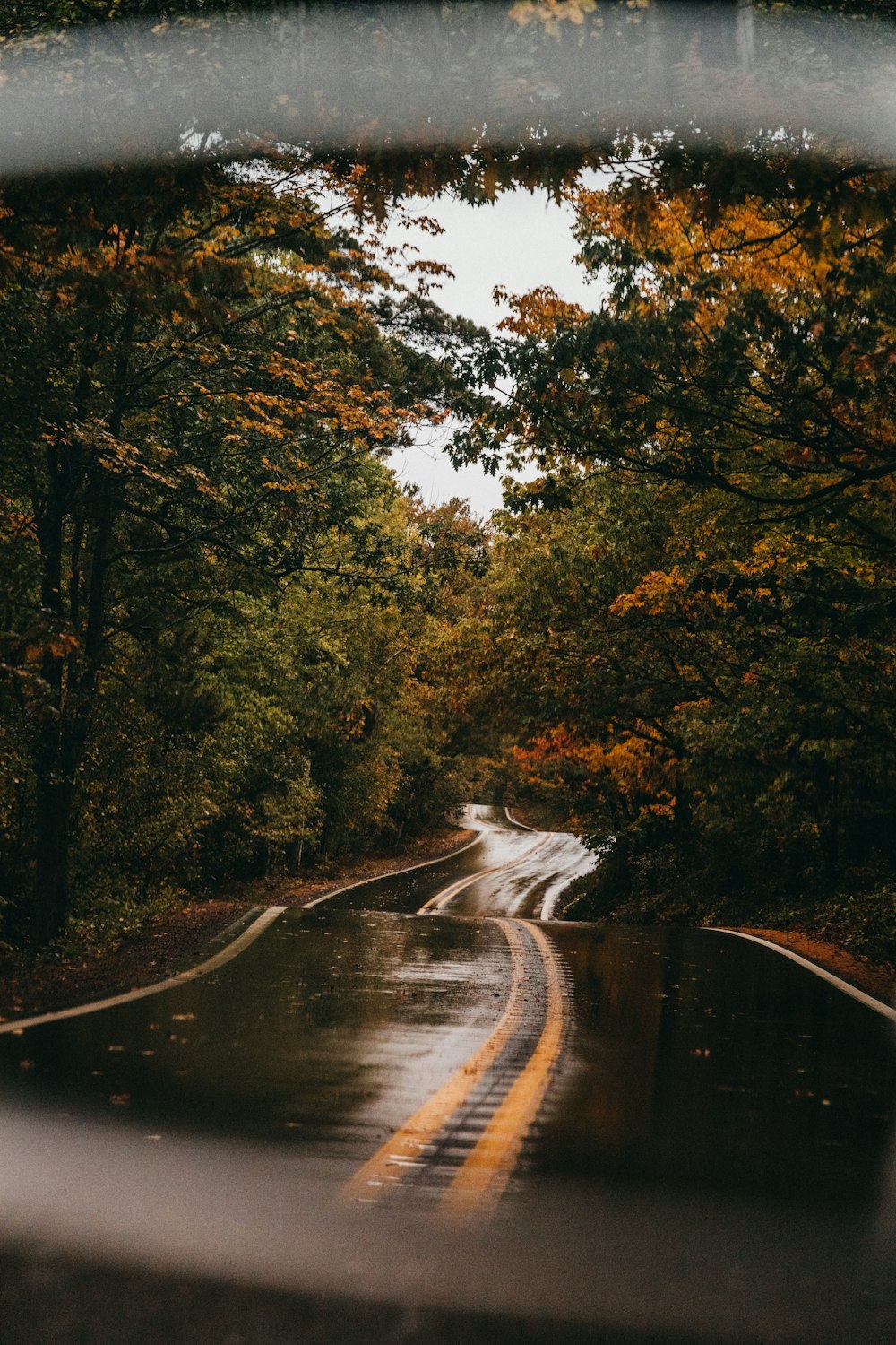 a wet road in the middle of a forest