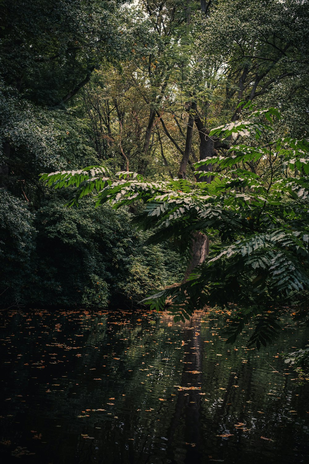 a body of water surrounded by trees and leaves