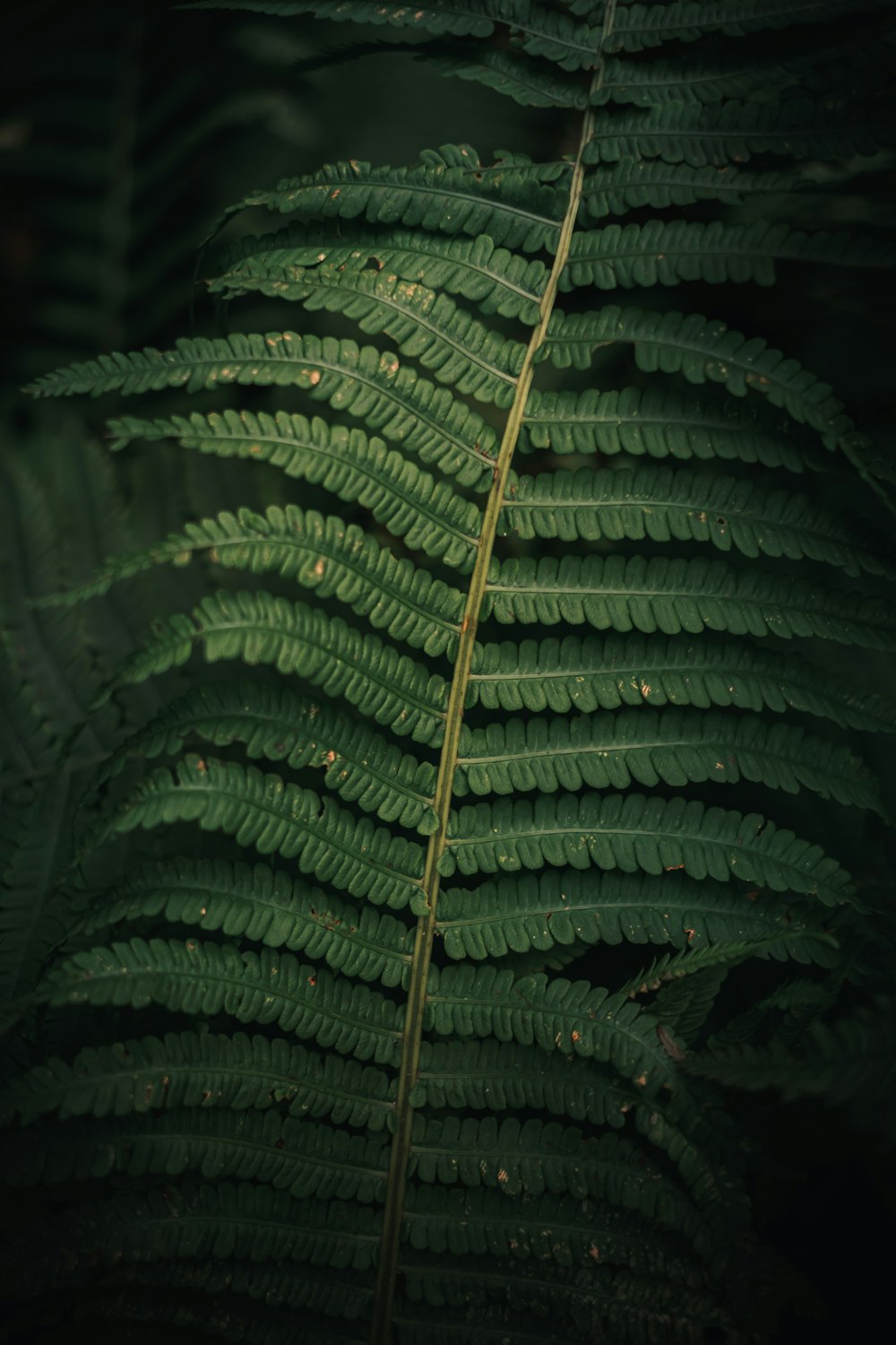 a close up of a green plant with lots of leaves