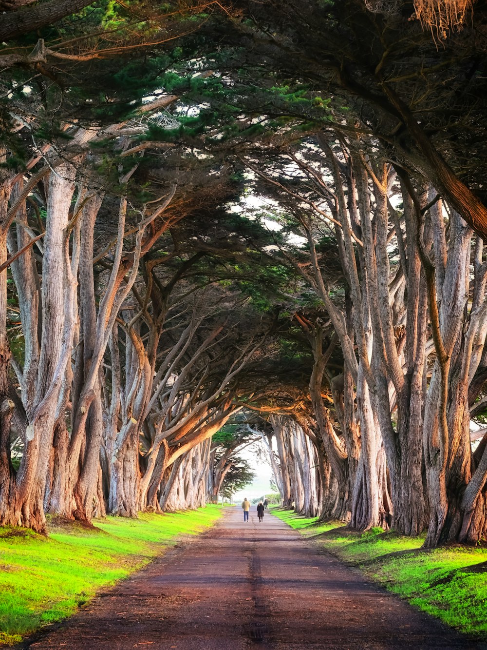 a large tree in a forest