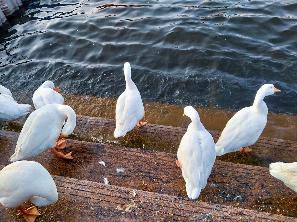 a group of ducks standing on a dock next to a body of water