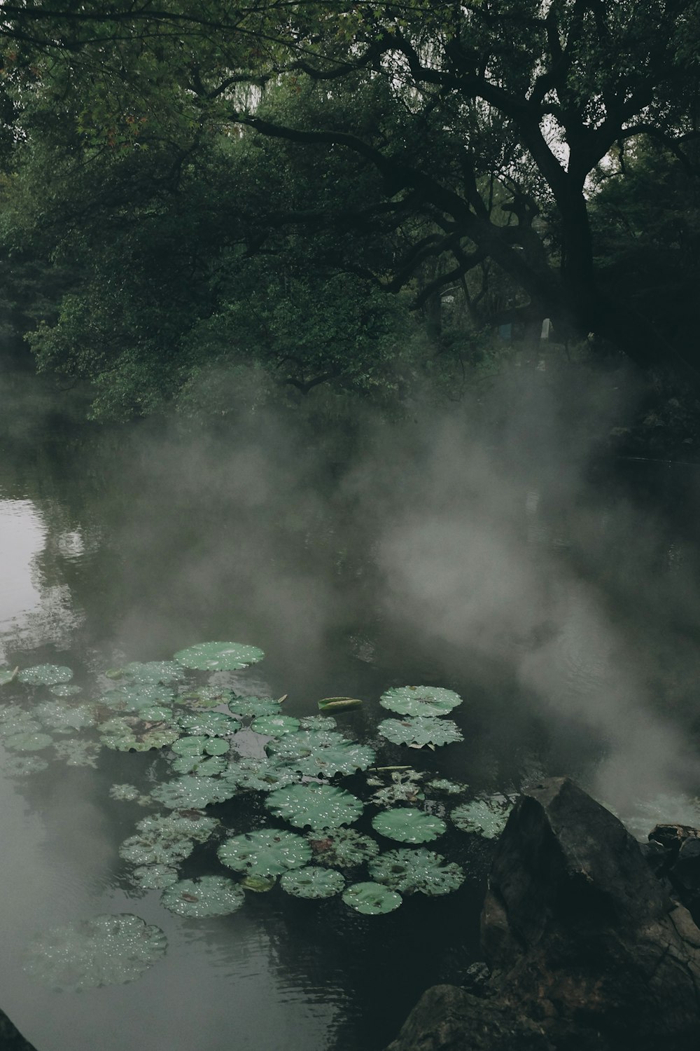 a body of water with lily pads floating on top of it