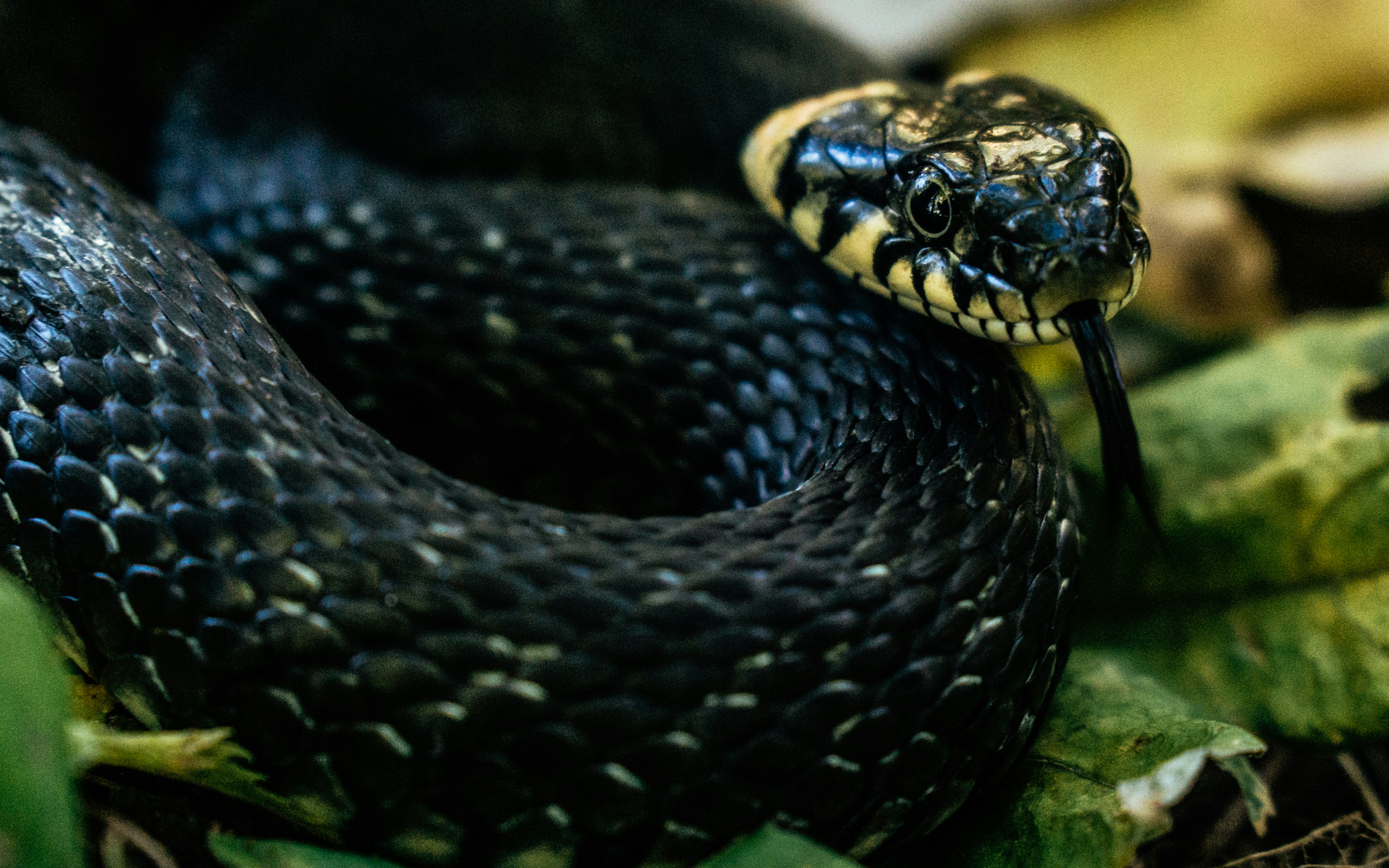 Beypazarı’nda çiftçi, bahçesine giren yılanı yakalayıp doğal yaşamına bıraktı - Gündem haberi görseli