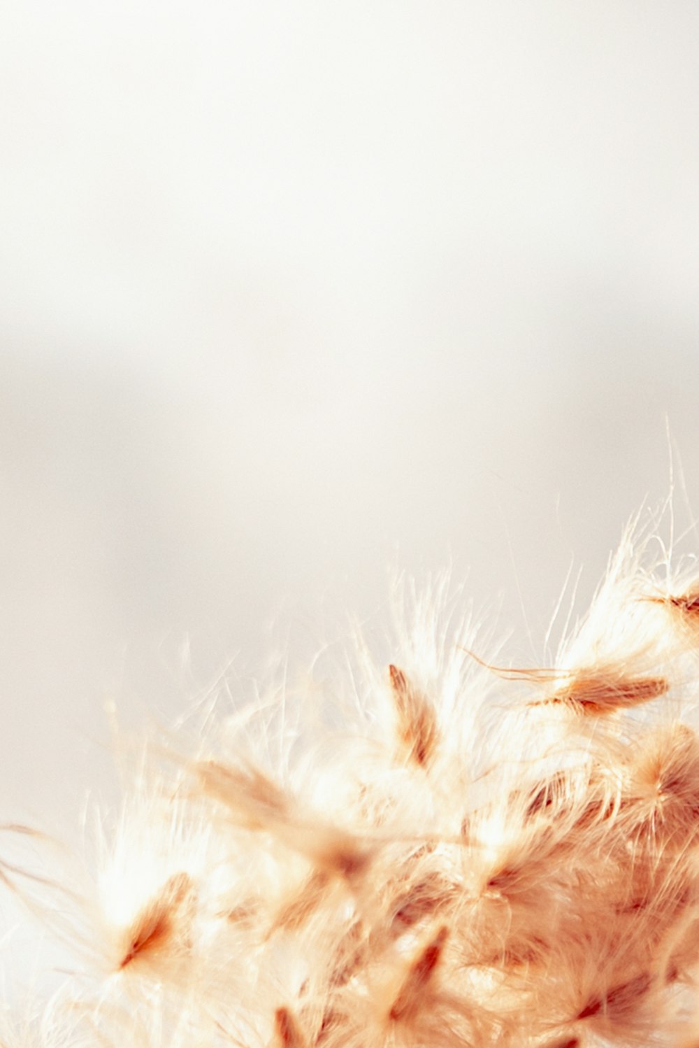 a close up of a bird's feathers with a blurry background