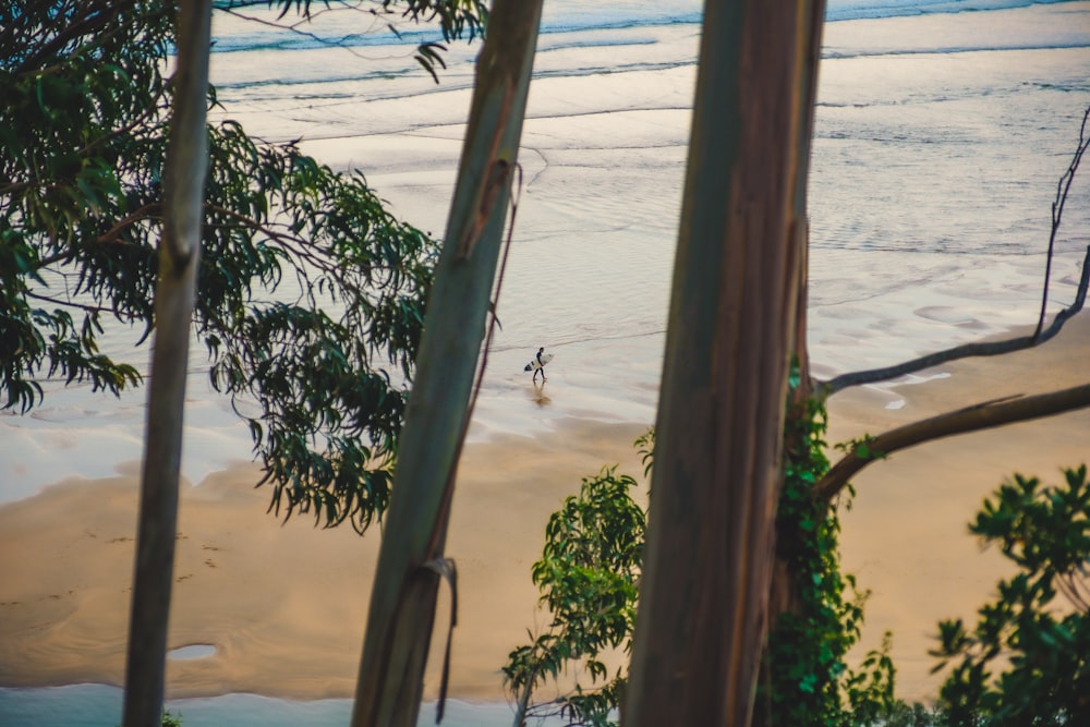 a view of a beach through some trees