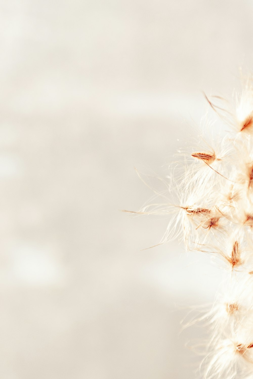 a close up of a dandelion on a white background