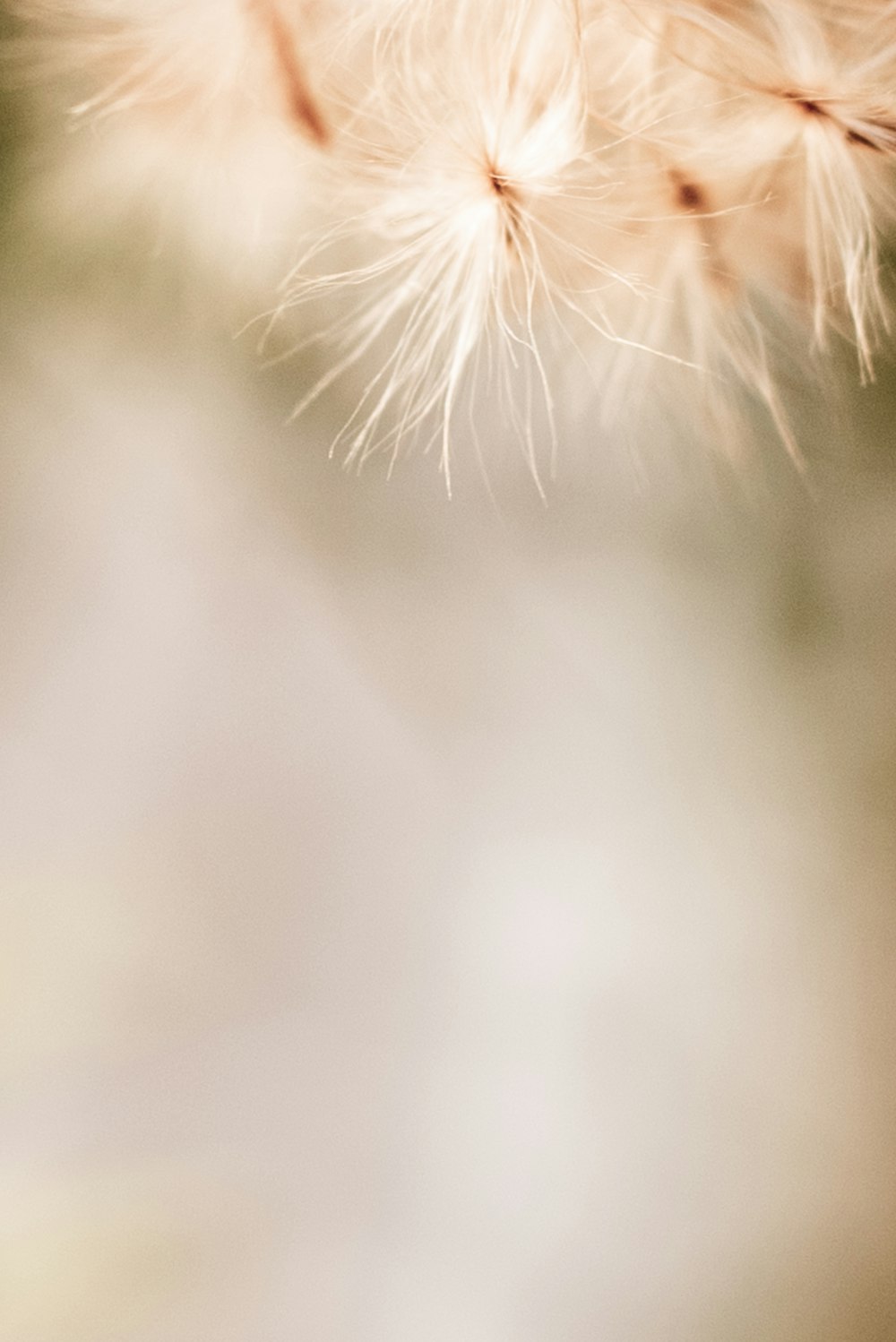 a close up of a dandelion with a blurry background