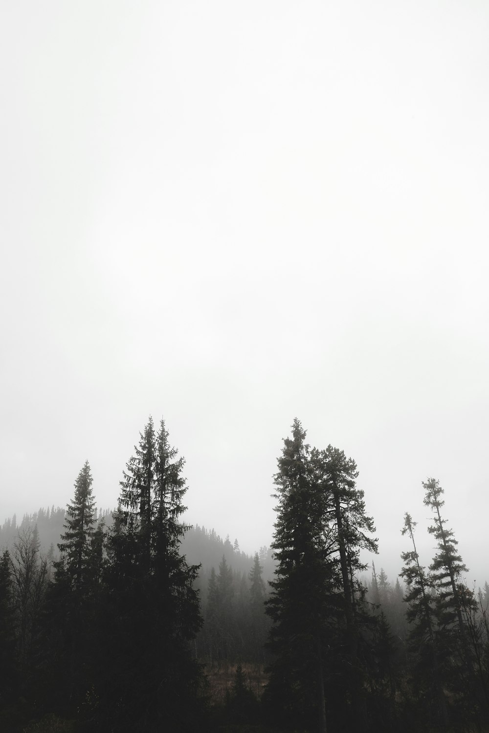 a black and white photo of trees in the fog