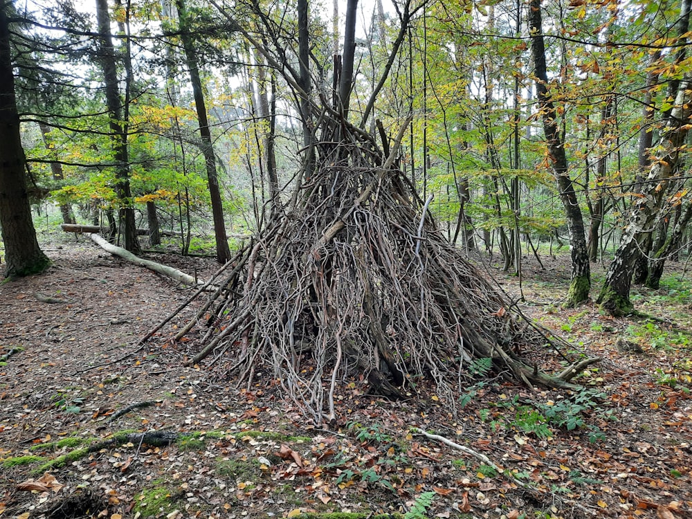 a teepee in the middle of a forest