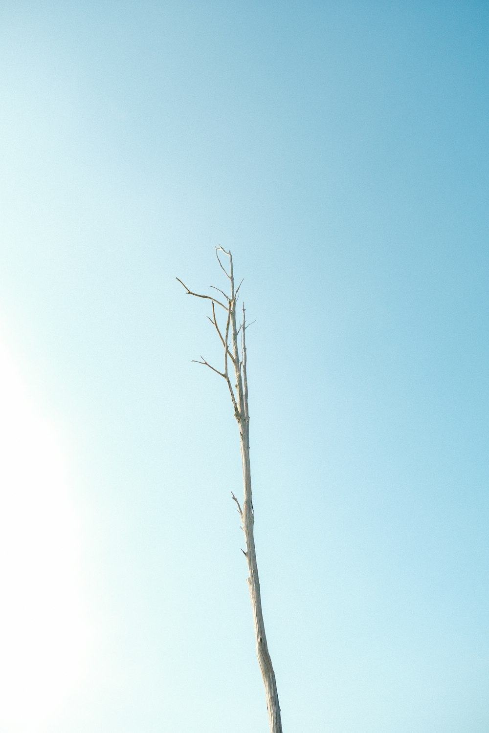 a dead tree in the middle of a field