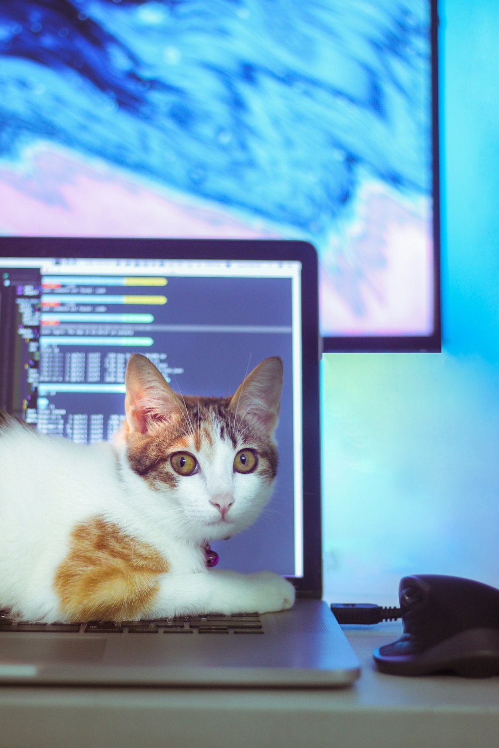 a cat laying on top of a laptop computer