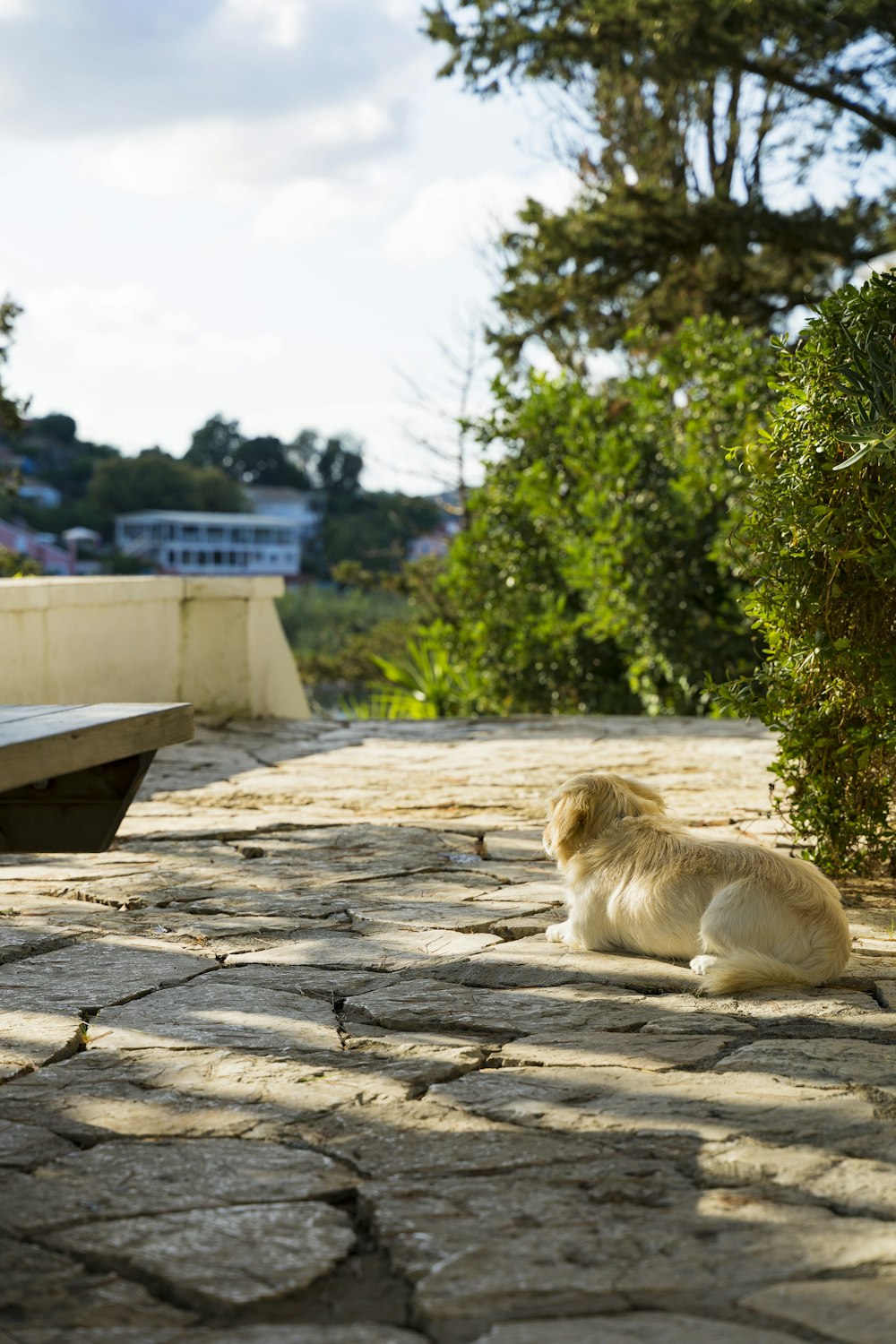 a dog sitting on the ground next to a bench