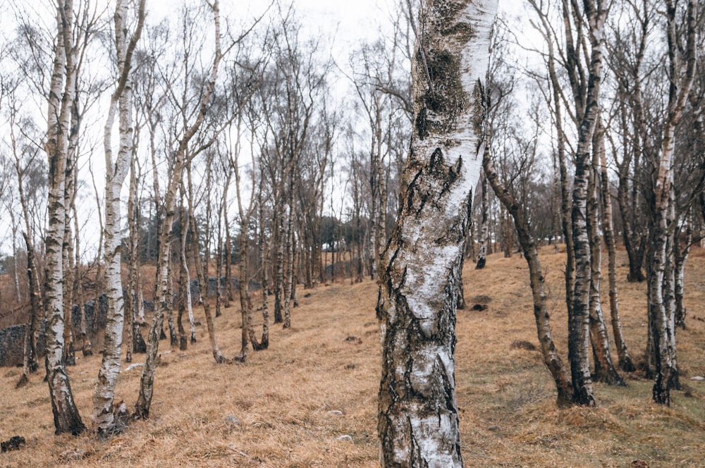 a group of trees that are standing in the grass