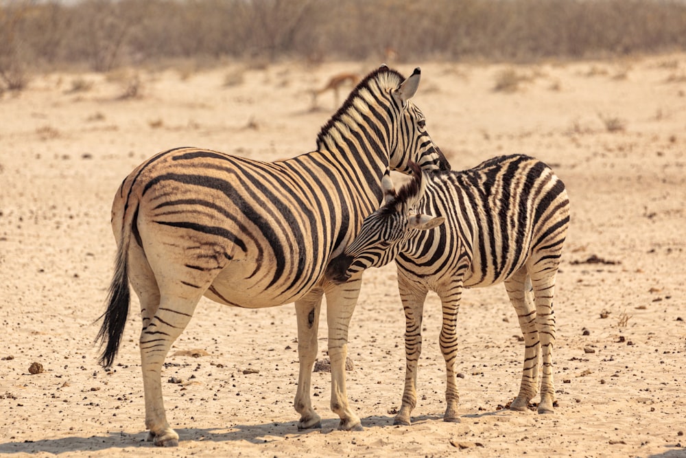 a couple of zebra standing on top of a dirt field