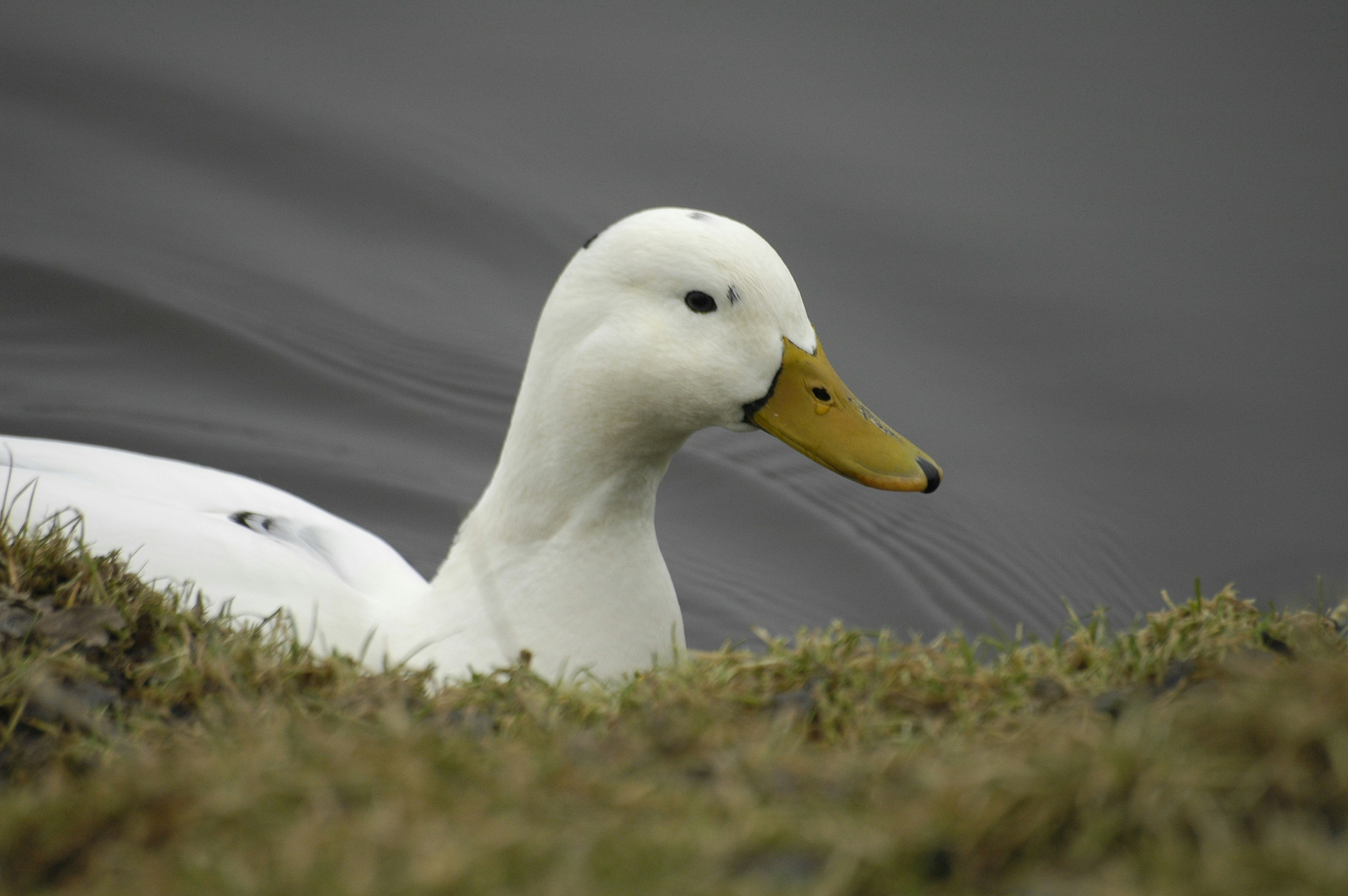 Photo by lamartine55