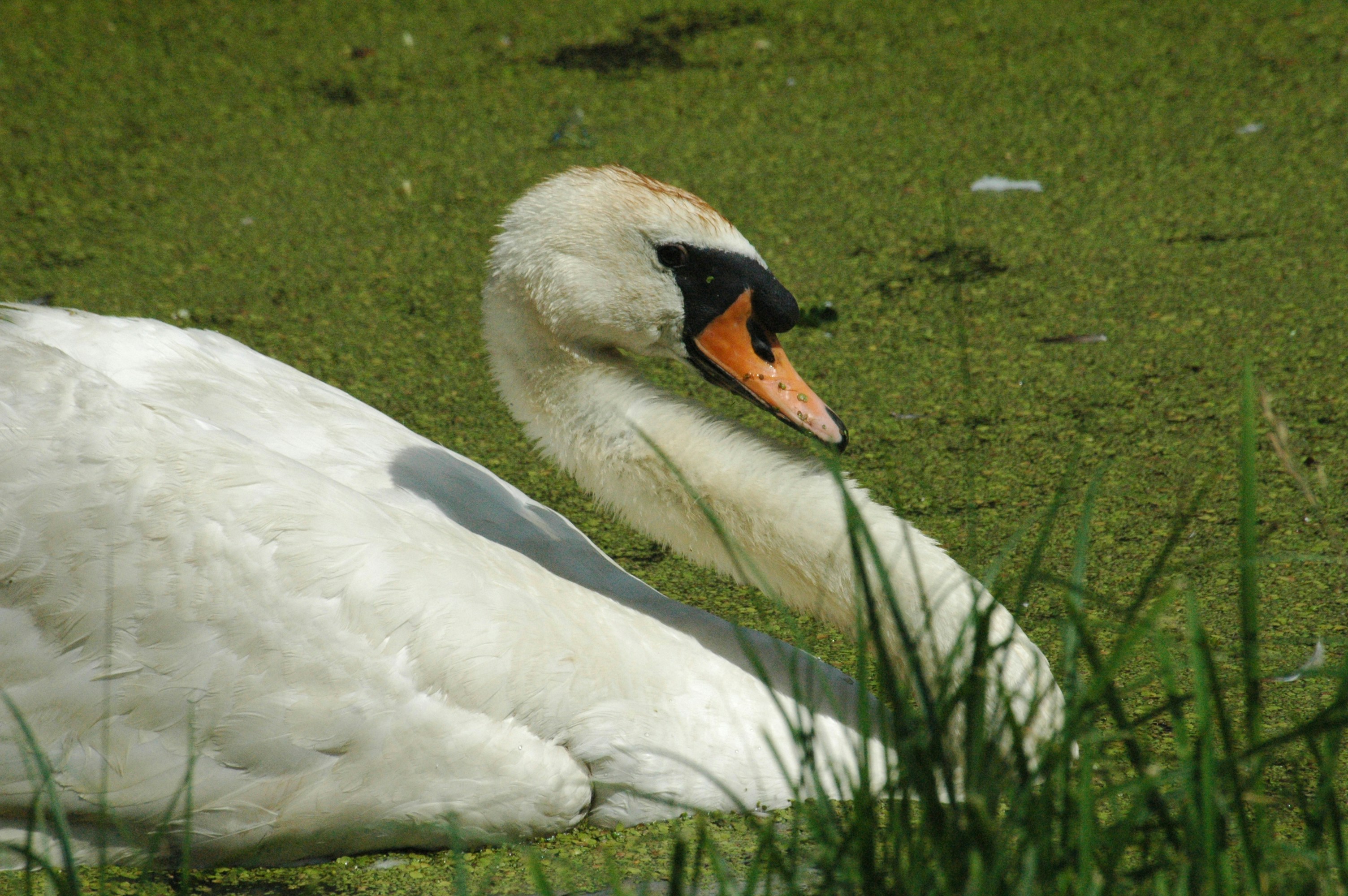 Photo by lamartine55