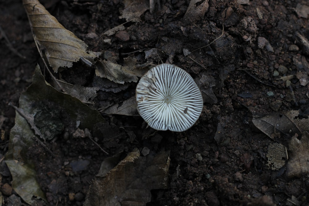 a white mushroom sitting on top of a leaf covered ground