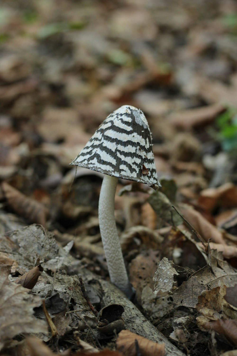 a small white mushroom sitting on the ground