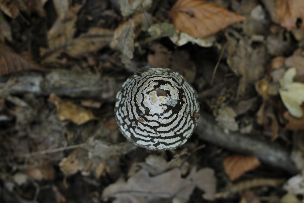 a close up of a mushroom on the ground