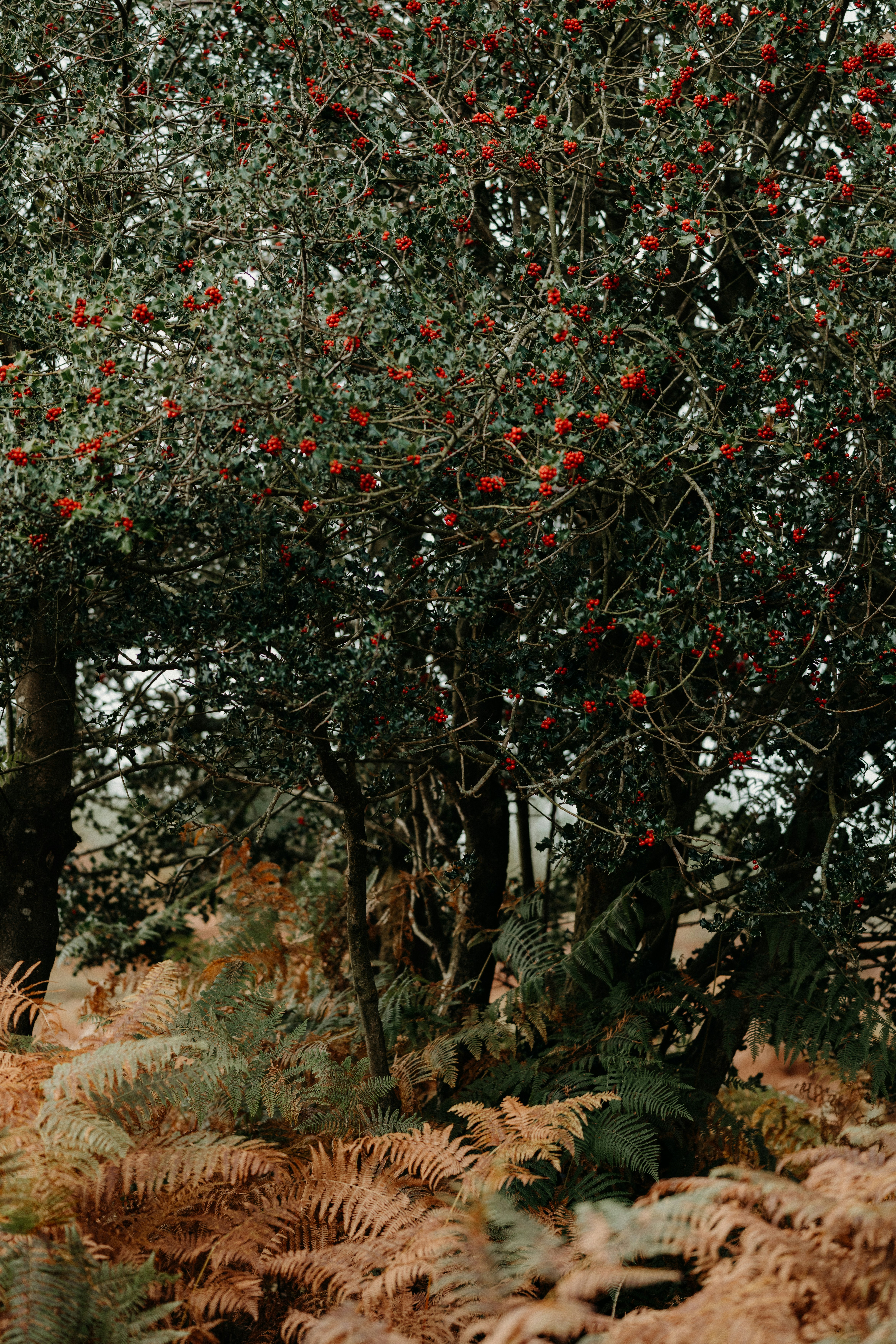 Photo by anniespratt