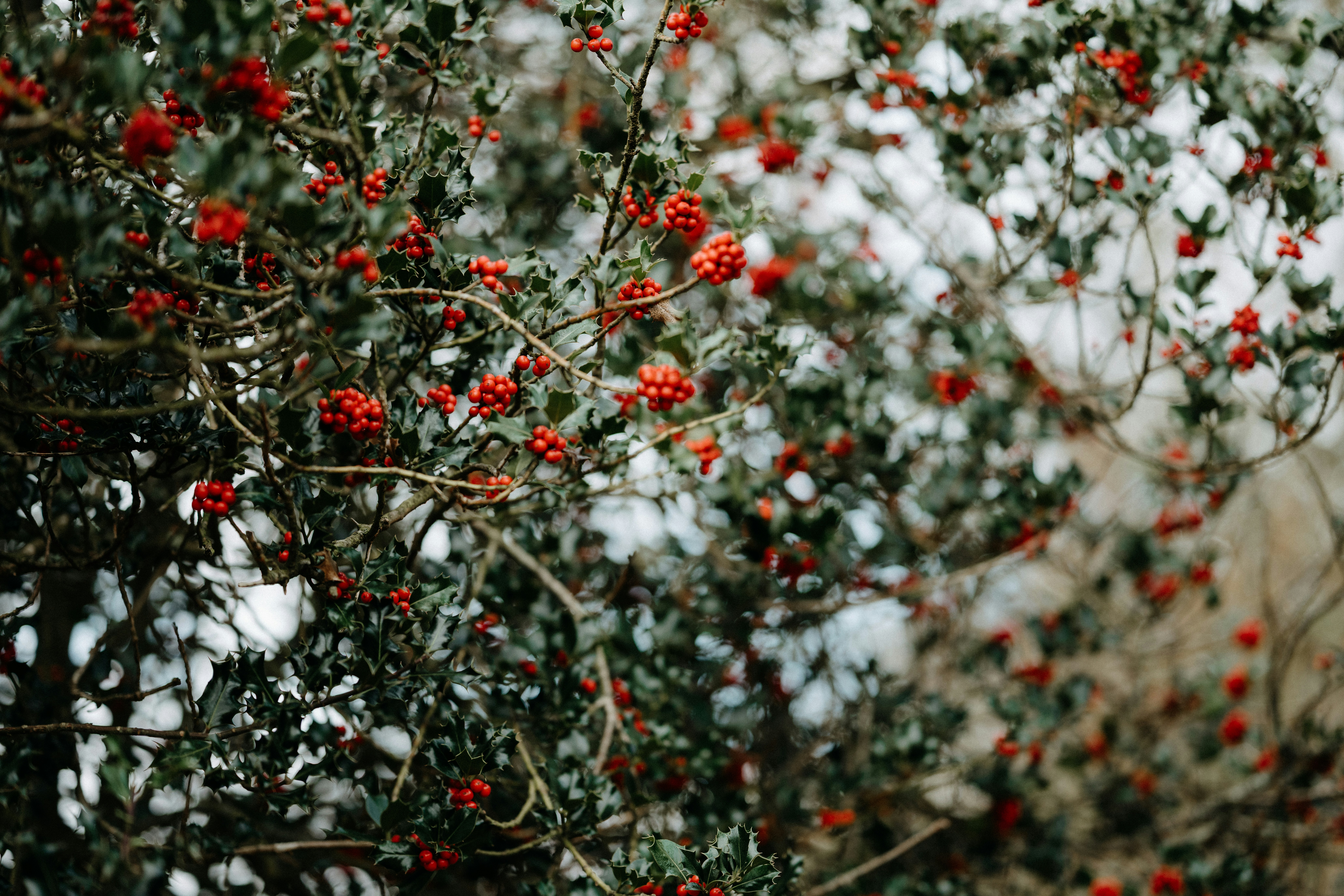 Photo by anniespratt