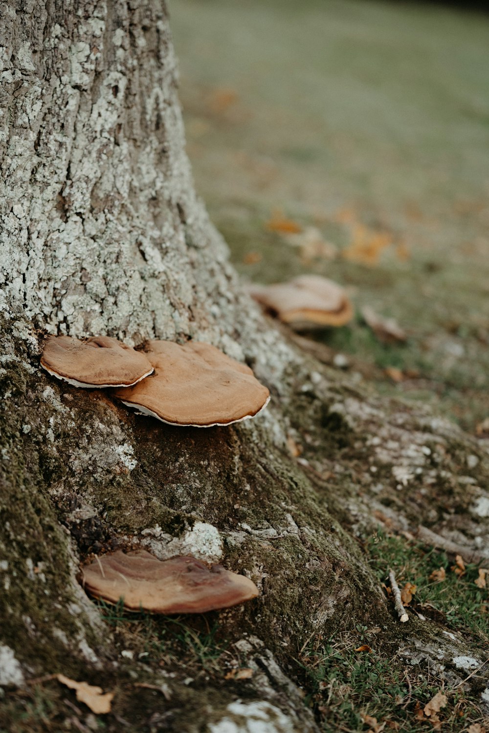 mushrooms growing on the bark of a tree