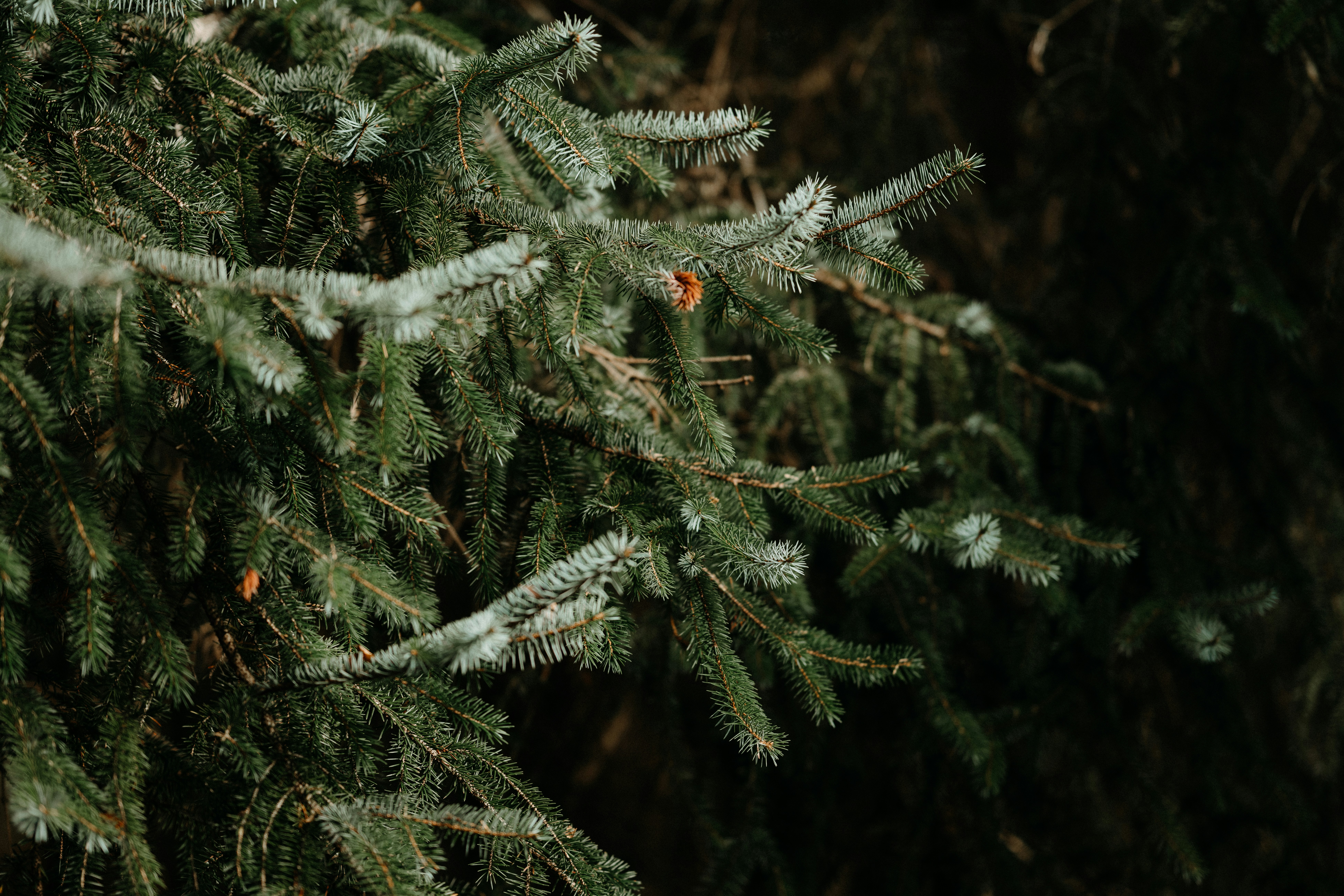 Photo by anniespratt