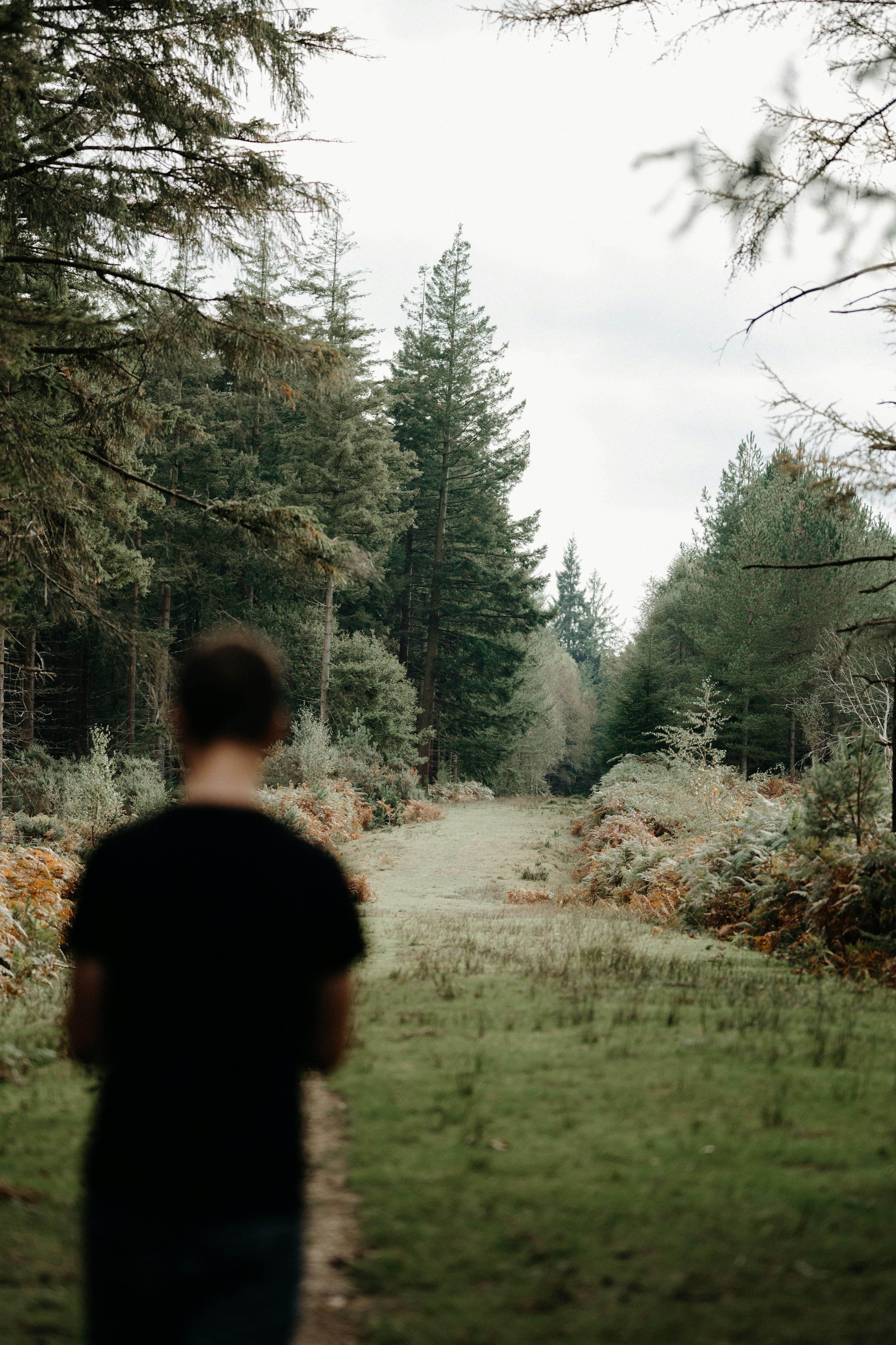 a person walking down a path in the woods