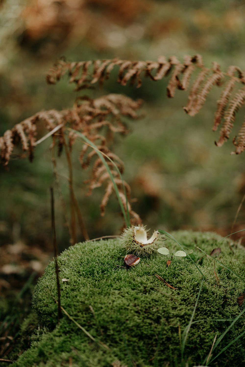 a small white flower sitting on top of a moss covered rock