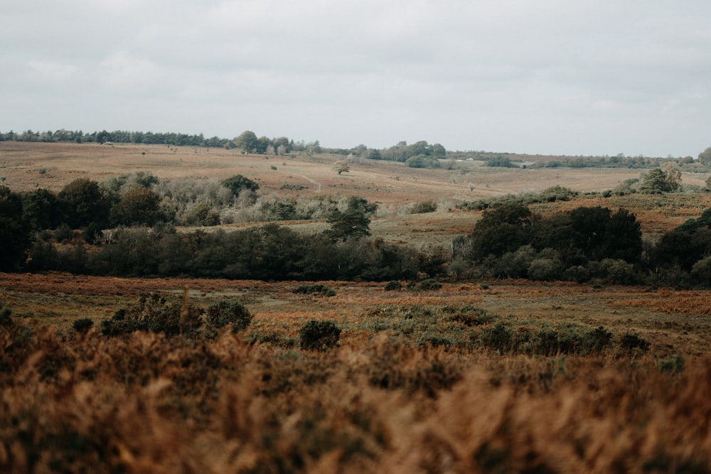 a grassy field with trees and bushes in the distance