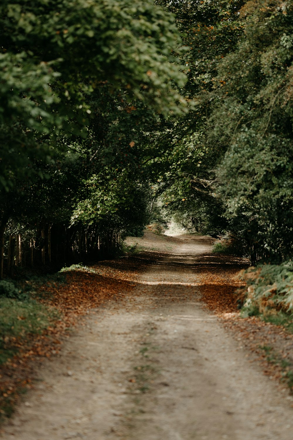 a dirt road surrounded by trees and leaves