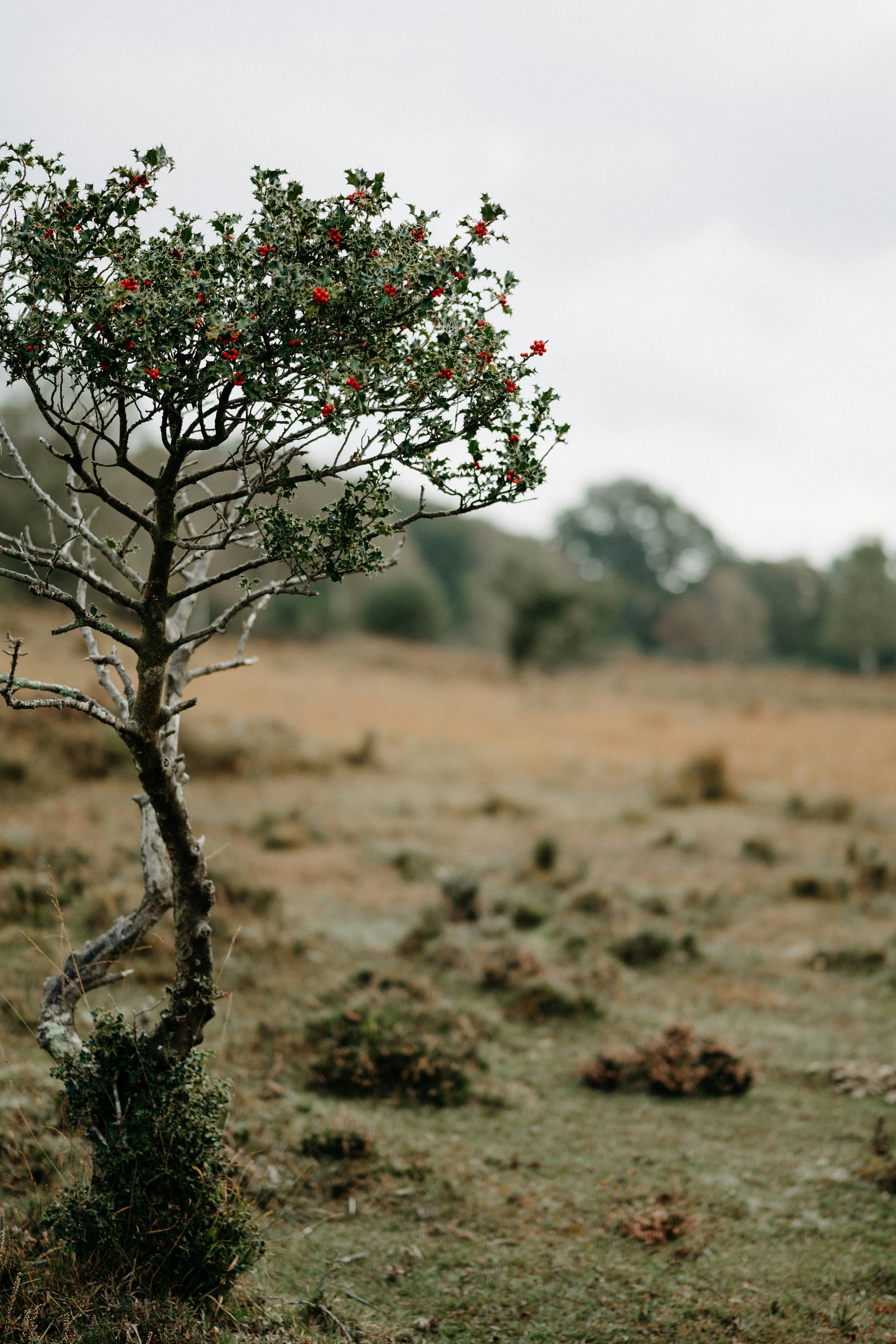 a small tree in a field with no leaves
