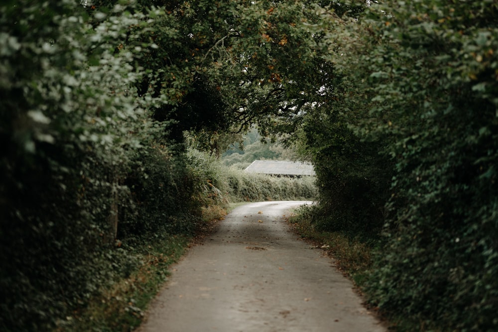 a dirt road surrounded by trees and bushes