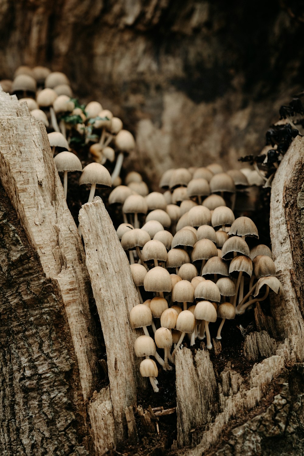 a group of mushrooms growing out of the bark of a tree