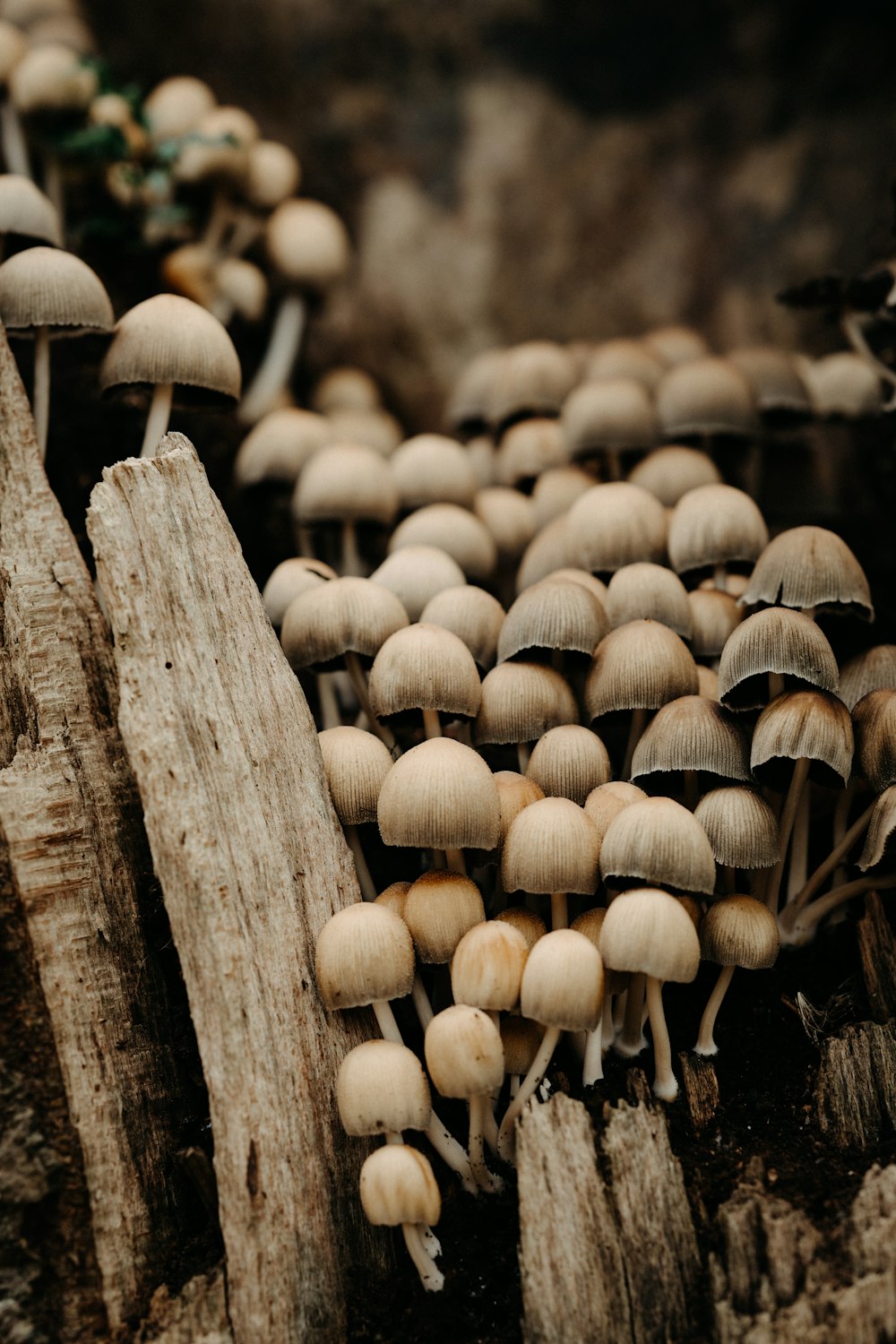 a group of mushrooms growing on a tree stump