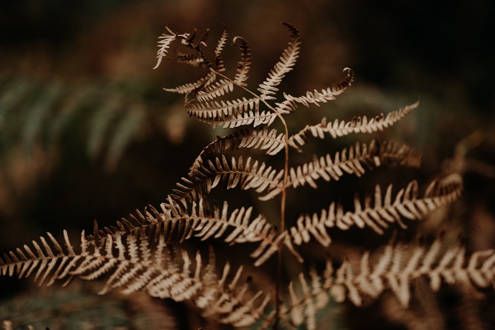 a close up of a plant with lots of leaves