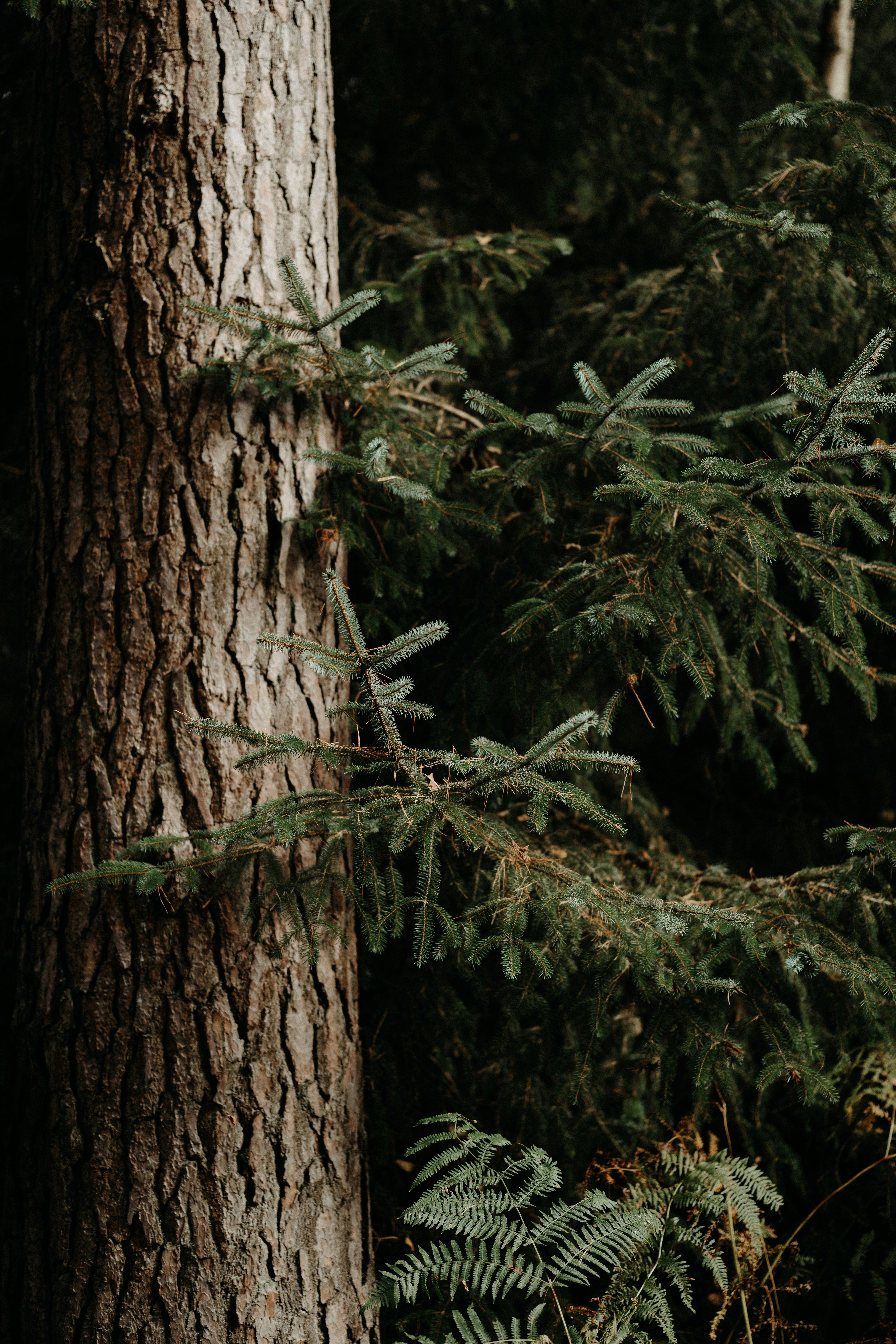 Photo by anniespratt