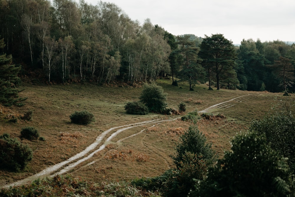 uma estrada de terra no meio de uma floresta