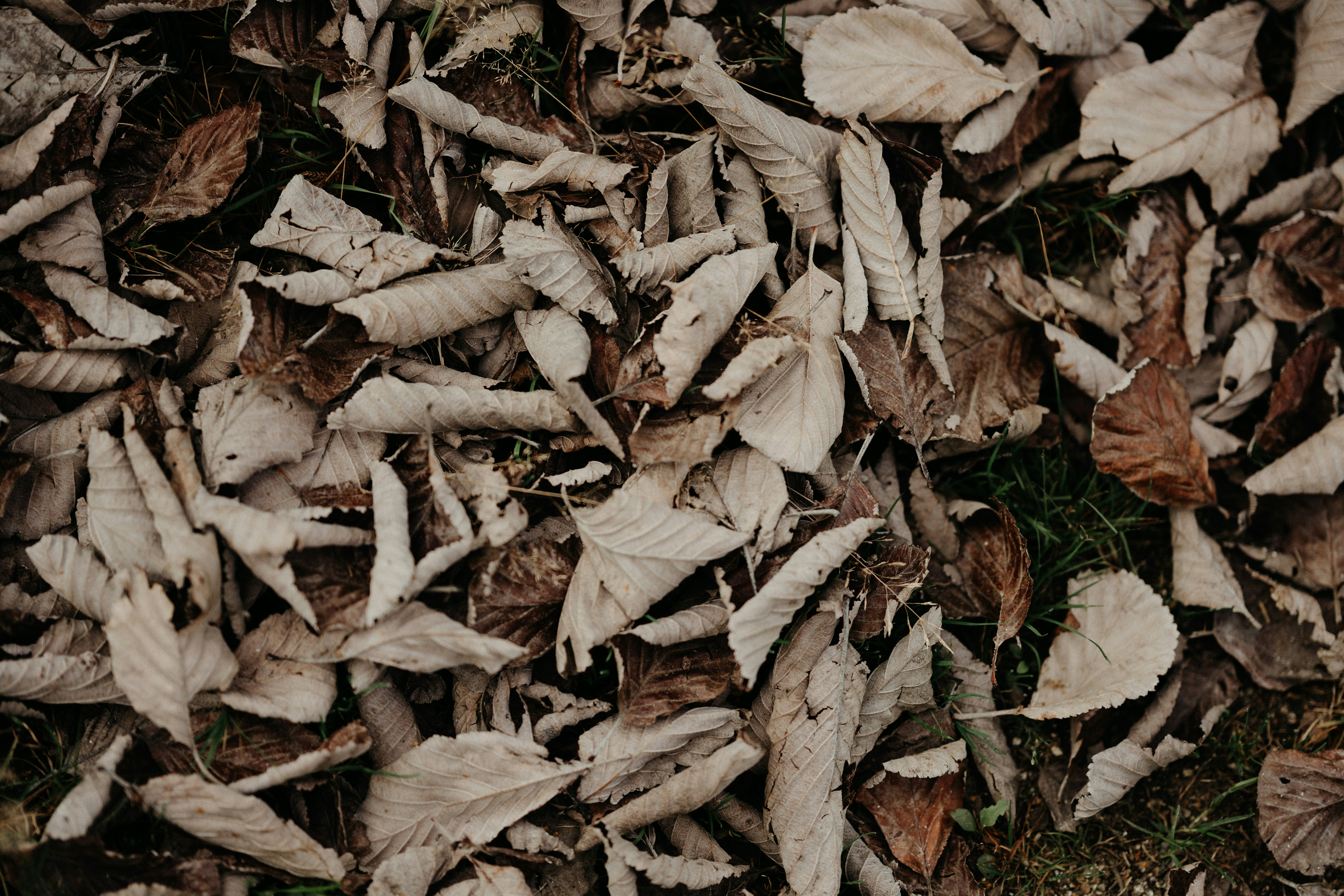 Photo by anniespratt