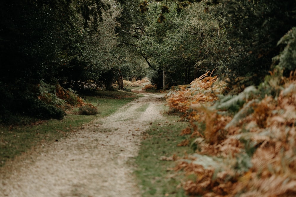 a dirt road surrounded by trees and grass