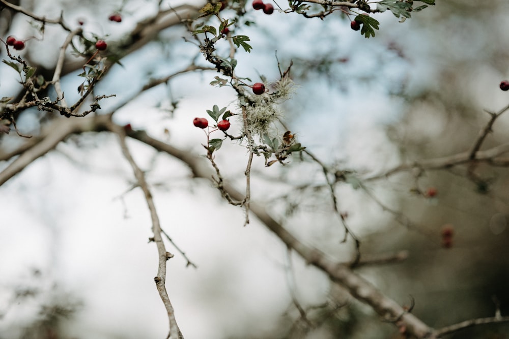 a branch with small red berries on it