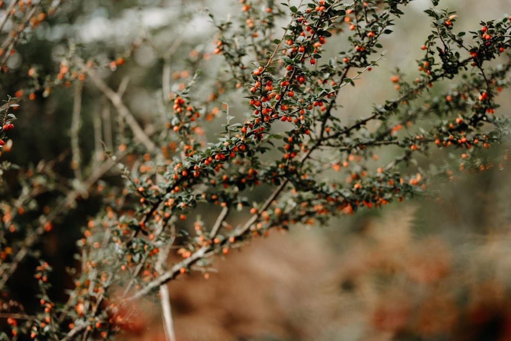 a bush with small red berries on it