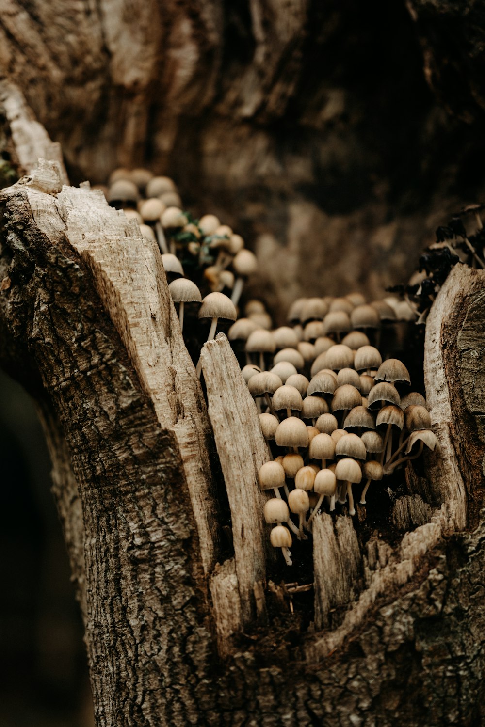 a group of mushrooms growing on a tree